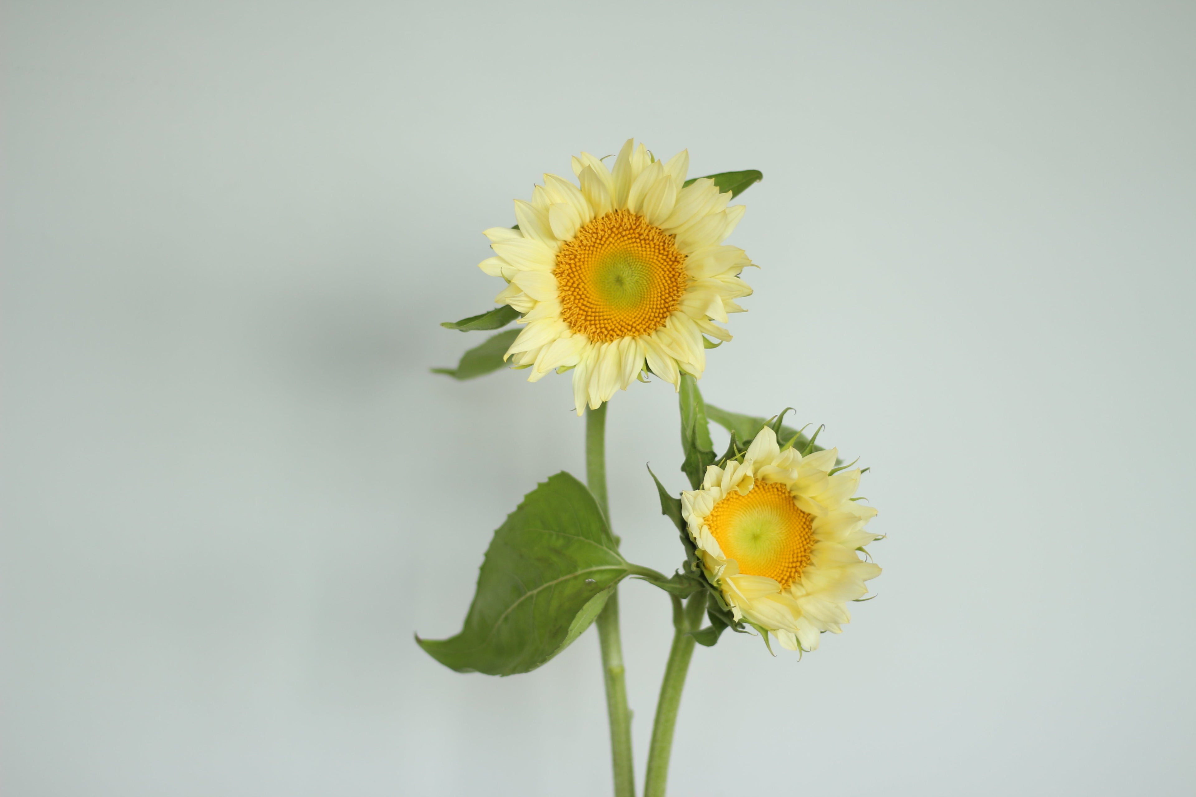 Choosing the Perfect Graduation Bouquet